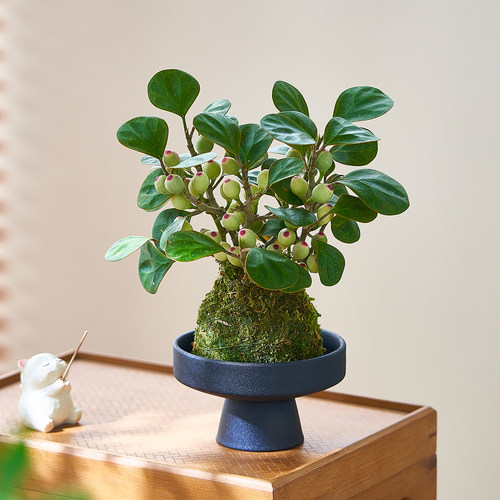 小盼菩提苔藓球水培植物办公室内桌面好养易活花卉绿植观果盆栽树 - 图3