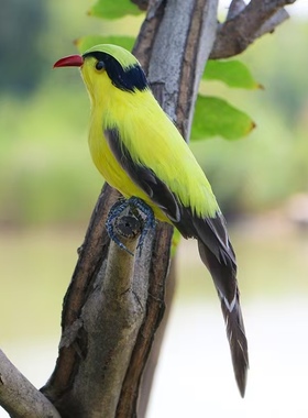 仿真黄鹂鸟羽毛摆件园林摄影装饰