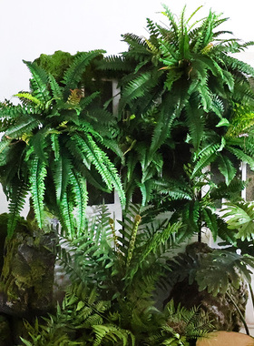 仿真绿色蕨类植物肾蕨波斯叶