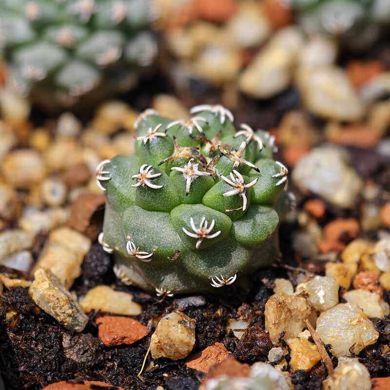 实生赤花娇丽仙人球大红花多肉植物花卉绿植室内盆栽阳台四季好养,淘宝优惠券,粉丝福利购,淘宝优惠卷