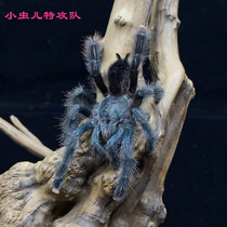 Guyana Pink Toe Giant Guyana Pink Toe Tree Habitat Pet Spider Pet Toy Spider Pet Pink Toe