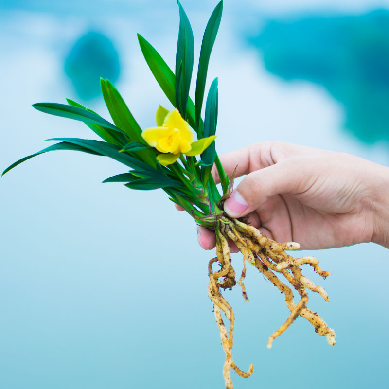 水芙蓉兰花名贵盆栽兰花苗带花苞浓香型四季兰草花卉植物室内客厅