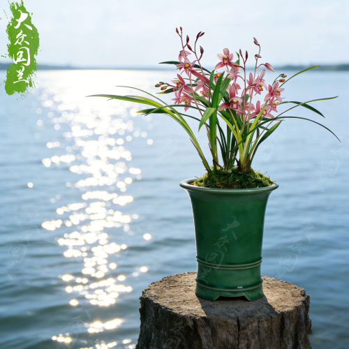 【市长红】建兰浓香兰花带花苞四季兰草花卉盆栽名贵国兰室内桌面 - 图0