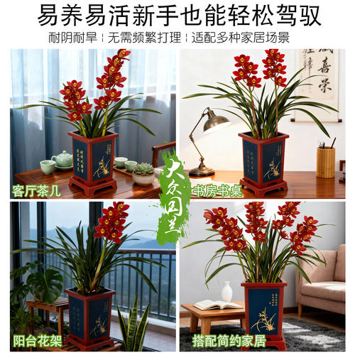 【红双喜】兰花盆栽植物名贵四季兰浓香型兰花苗建兰室内兰草国兰 - 图1