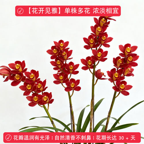 【红双喜】兰花盆栽植物名贵四季兰浓香型兰花苗建兰室内兰草国兰 - 图0