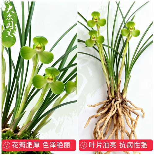 春兰宋梅兰花苗名贵盆栽兰草浓香大众国兰精品带花苞盆景室内好养 - 图0