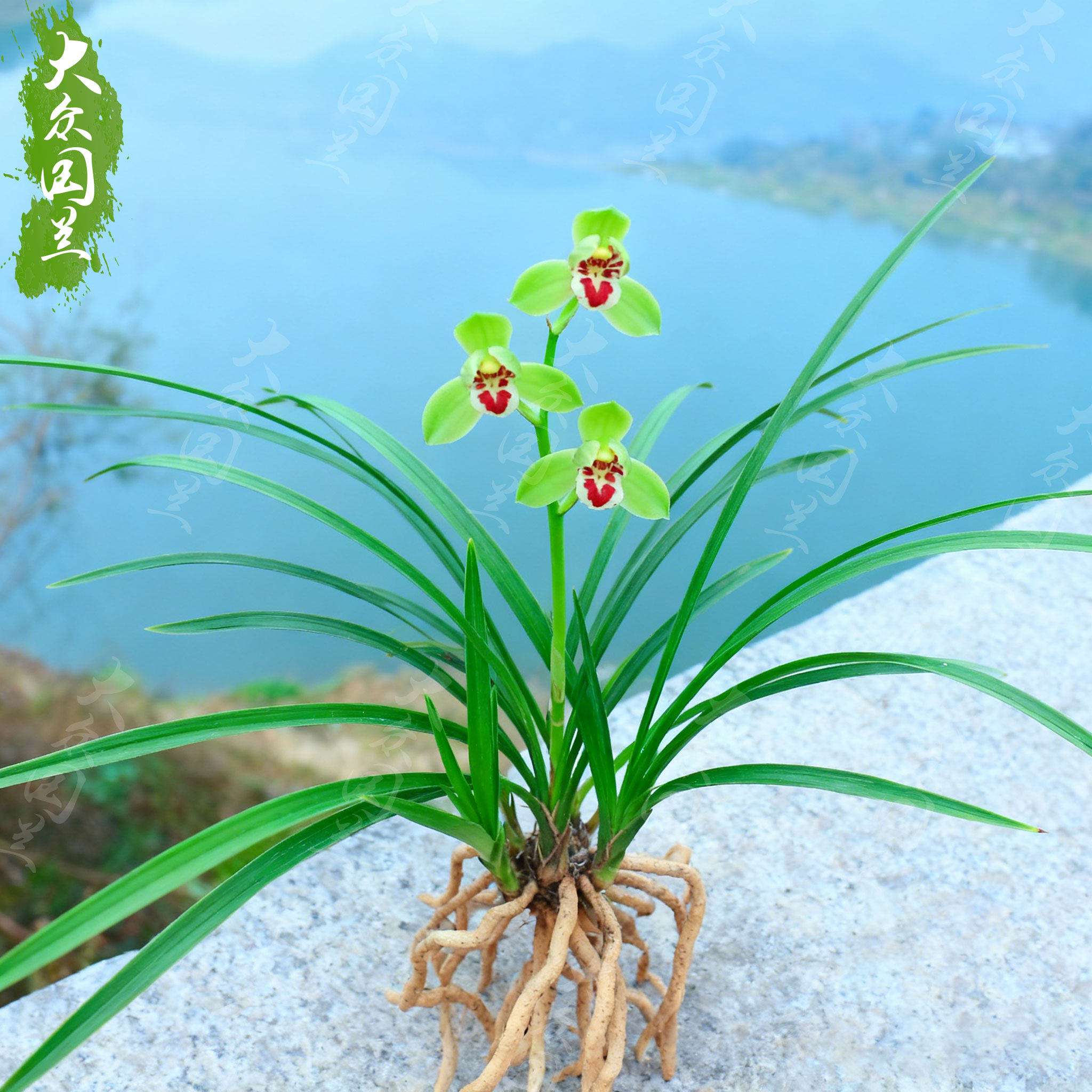 春兰翠红笺兰花苗名贵盆栽花卉植物室内客厅好养不带花苞精品细叶,淘宝优惠券,粉丝福利购,淘宝优惠卷