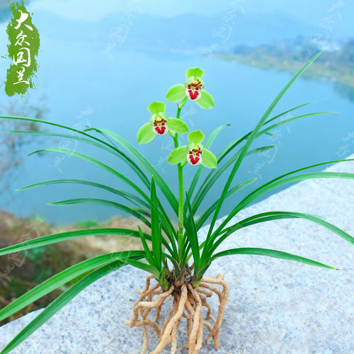 春兰翠红笺兰花苗名贵盆栽花卉植物室内客厅好养不带花苞精品细叶 - 图3