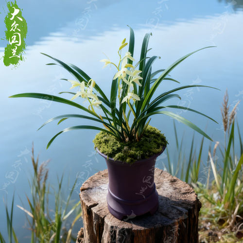 兰草建兰青山玉泉兰花盆栽名贵植物国兰兰花苗带花苞大众国兰清山 - 图1