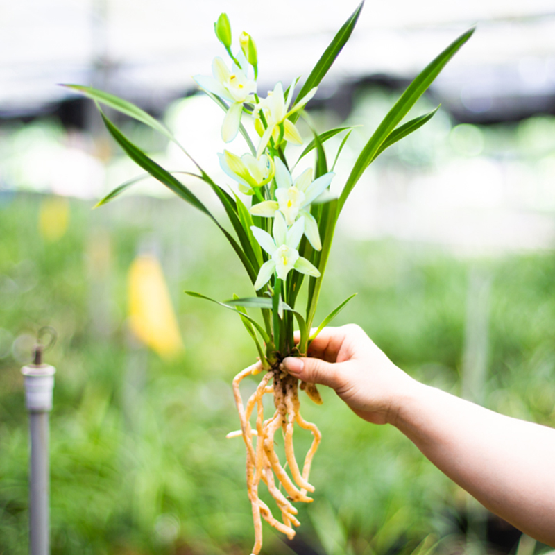 【裸根苗新手套餐】兰花苗红花盆栽花卉绿植室内阳台植物兰草名贵-图1