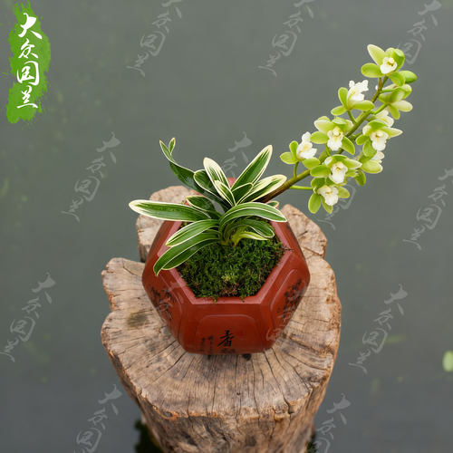 凤凰冠兰花盆栽植物矮种名贵花卉金边凤凰冠兰草室内盆景兰花苗带 - 图0