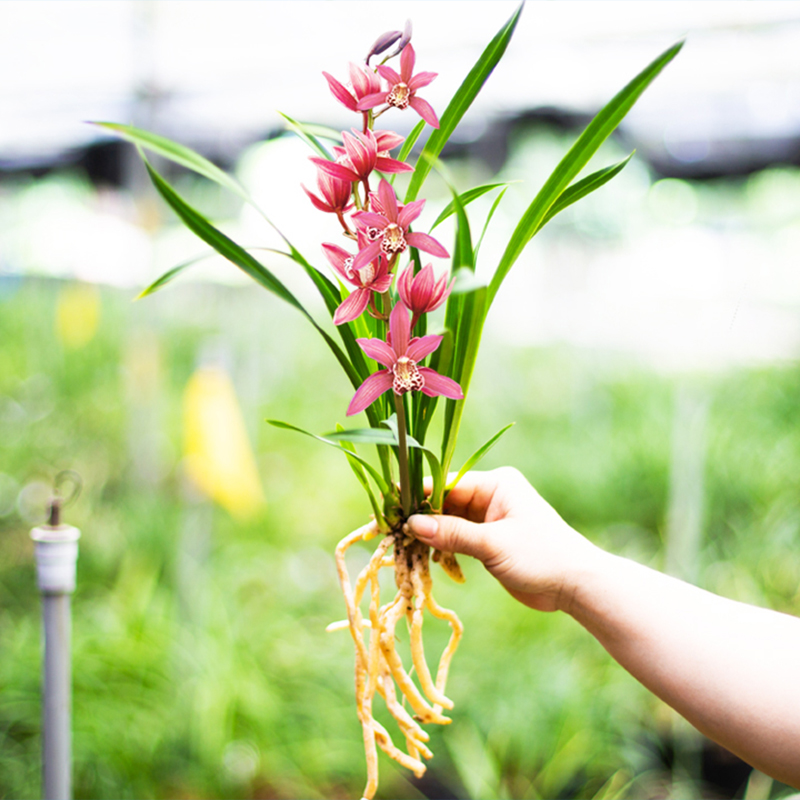 【裸根苗新手套餐】兰花苗红花盆栽花卉绿植室内阳台植物兰草名贵