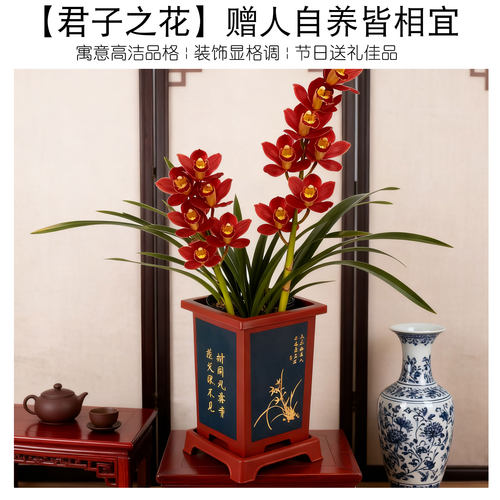 【红双喜】兰花盆栽植物名贵四季兰浓香型兰花苗建兰室内兰草国兰 - 图3