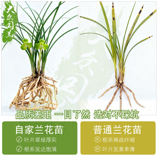 春兰宋梅兰花苗名贵盆栽兰草浓香大众国兰精品带花苞盆景室内好养 - 图2