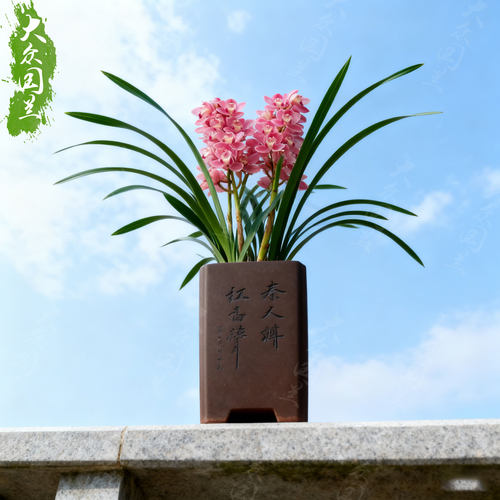 兰花盆栽植物名贵浓香兰花苗带花苞樱花花卉大众国兰场兰草建兰草 - 图2