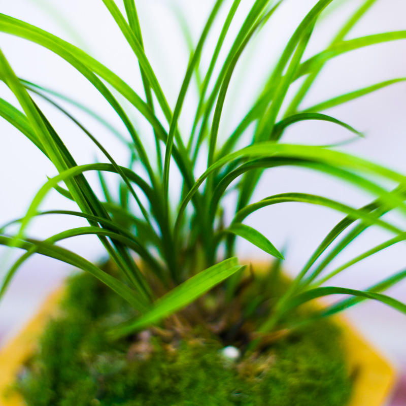 兰花千禧牡丹春兰带花苞盆栽植物浓香兰草细叶兰花苗奇大众国兰场-图2