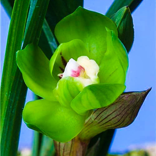 绿云兰花盆栽植物名贵春兰皇后国兰草高档兰花苗带花苞花卉矮种 - 图1