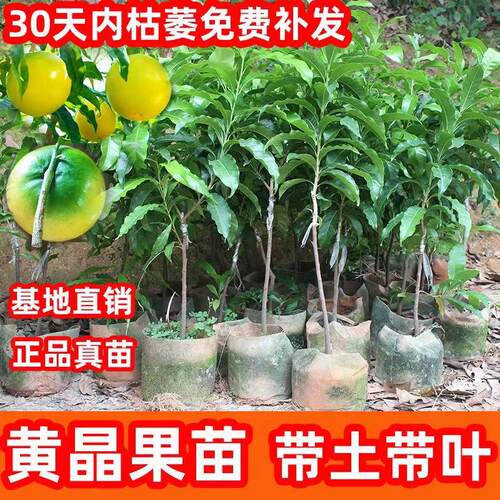 黄晶果树苗正品四季奶香黄晶6号黄宝石冬蜜嫁接苗南方种 当年结果 - 图1