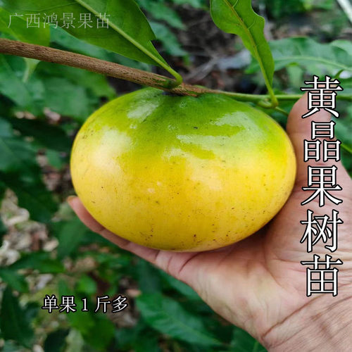 黄晶果树苗正品四季奶香黄晶6号黄宝石冬蜜嫁接苗南方种 当年结果 - 图2