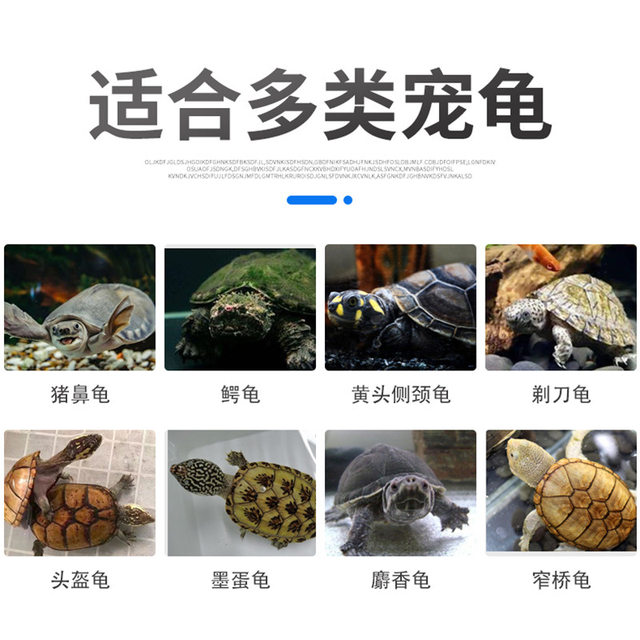 ຈົມ​ເຕົ່າ​ດັງ​ຫມູ​ກັບ​ອາ​ຫານ​ພິ​ເສດ​ແລະ​ອາ​ຫານ​ສໍາ​ລັບ Cunjin​