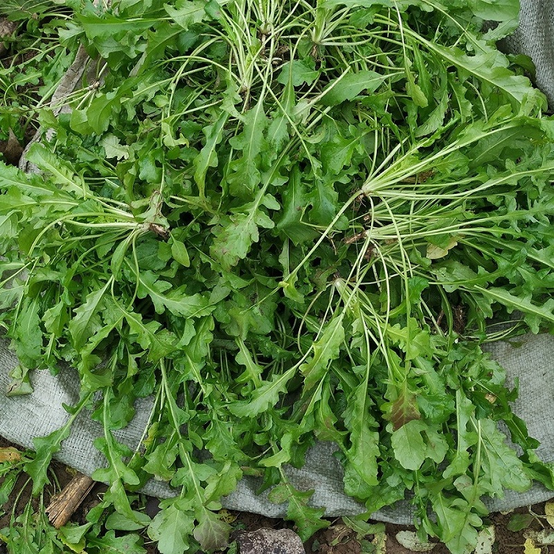 冷冻荠菜野菜新鲜包邮速冻荠菜野生荠荠菜商用整棵荠菜现挖地丁菜-图0