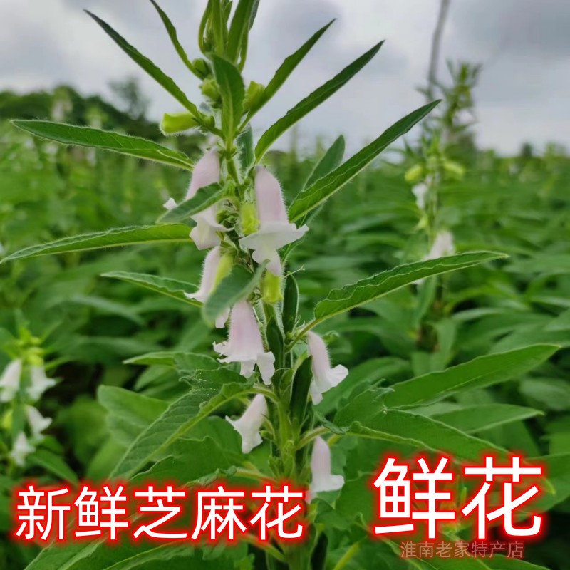 【明年再拍】新鲜芝麻花 泡酒 干芝麻花疣猴子鸡眼冻疮 十年老店 - 图0