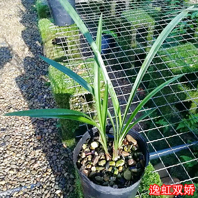 建兰逸虹双娇 未带花苞红小国魂兰花室内盆栽植物名贵玉红兰花苗 - 图1