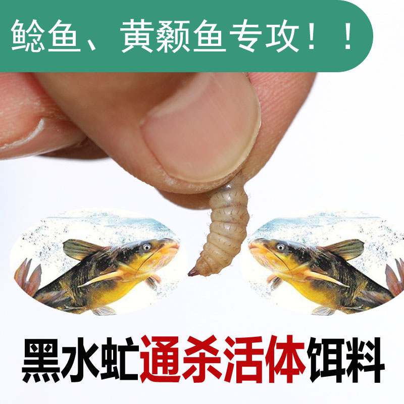 黑水虻活虫活体饵料垂钓罗非鲫鱼翘嘴黄辣丁溪流江河水库野钓专用 - 图1