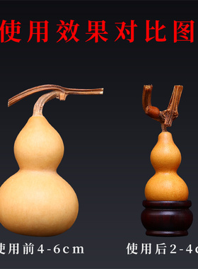 葫芦定型水草里金美国蚂蚁三庭