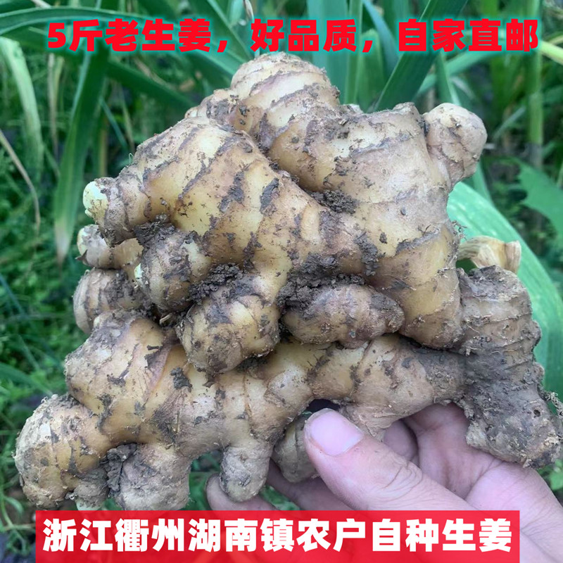 衢州小湖南农户自种生姜大黄姜新嫩老蛟垄生姜包邮正片月子姜土姜 - 图0