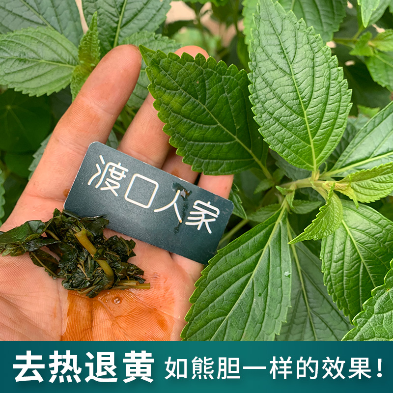 药材溪黄草苗 肝有益 溪黄草种子也有 熊胆草 王老吉广东凉茶配方