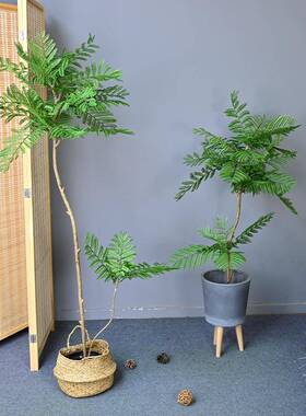 仿真蓝花楹盆栽家居装饰软装造景北欧风客厅落地假植物中式禅意