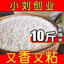 Xiaoliu Entrepreneurship When Ji Xinmi Tohoku Round glutinous rice 10 catty of fresh quality fragrant white glutinous rice glutinous rice glutinous rice dumplings Non-5 catty