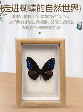 真蝴蝶标本装饰挂画摆件实木相框纪念礼物艺术品装饰生日礼品