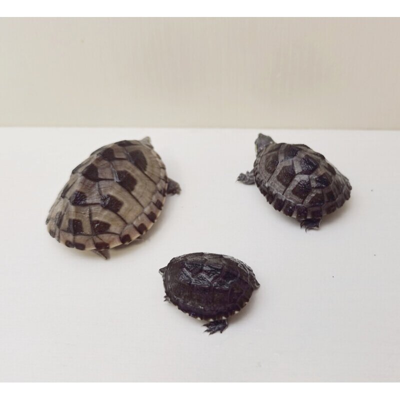 麝香龟深水龟观赏活体剃刀苗西锦龟小乌龟宠物龟苗墨西哥蛋龟大,淘宝优惠券,粉丝福利购,淘宝优惠卷