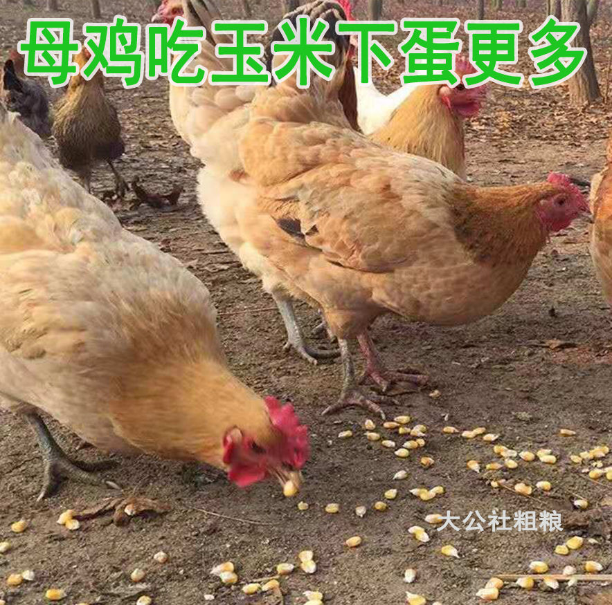 粗玉米粉碎玉米渣细糁鸡鸭鹅100斤动物饲料野钓鱼饵打窝鸟食50斤 - 图2