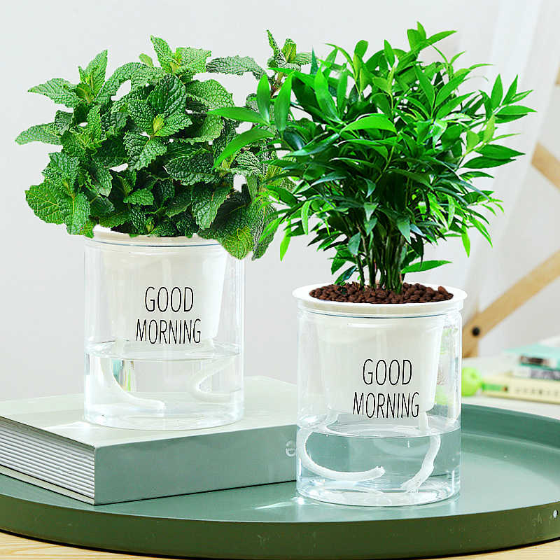 植物苗 新人首单立减十元 21年9月 淘宝海外