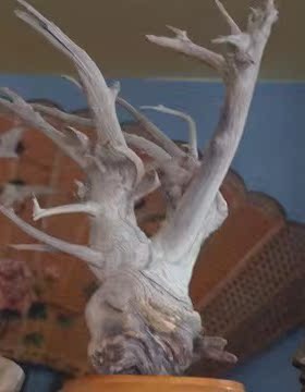 崖柏根雕观赏收藏古典室内香气