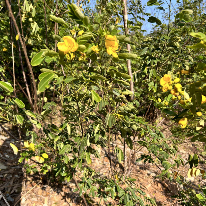 蛇灭门种子驱蛇奇花山区草望江南种庭院阳台盆栽花卉四季易种用 - 图0