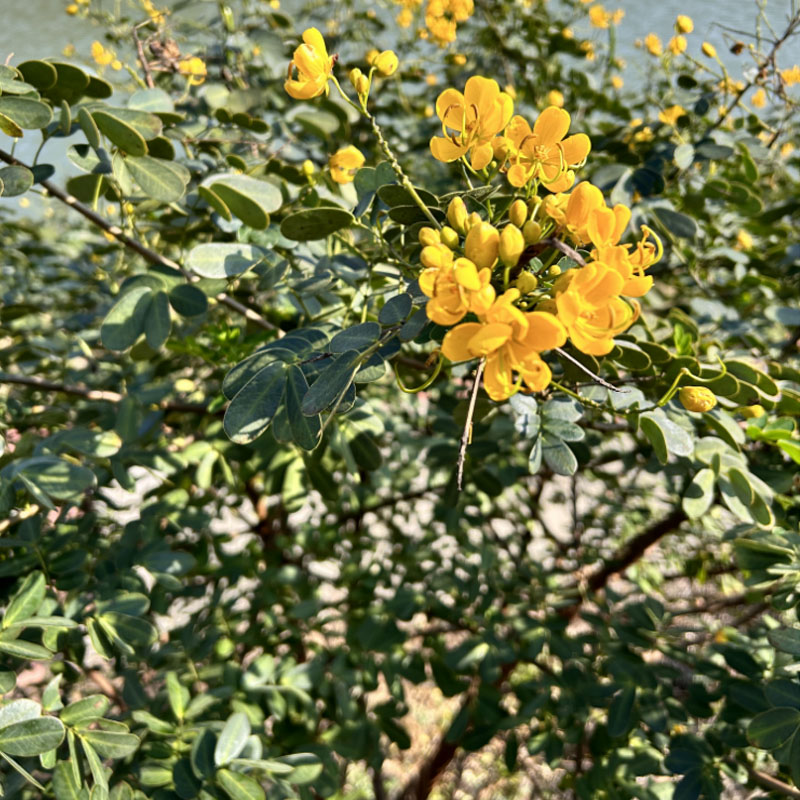 蛇灭门种子驱蛇奇花山区草望江南种庭院阳台盆栽花卉四季易种用 - 图2