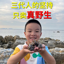 Xiaohan Sea Cucumber Dry Cargo Flagship Store Pregnant Woman 250g Wild Light Dry Long Island Non Ready-to-eat Dalian Liao Tingling Sea Cucumbers