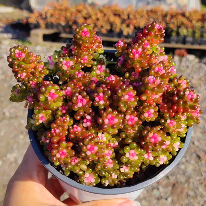 彩色浆果锦多肉植物盆栽赤豆肉肉办公桌室内高档花卉绿植净化空气