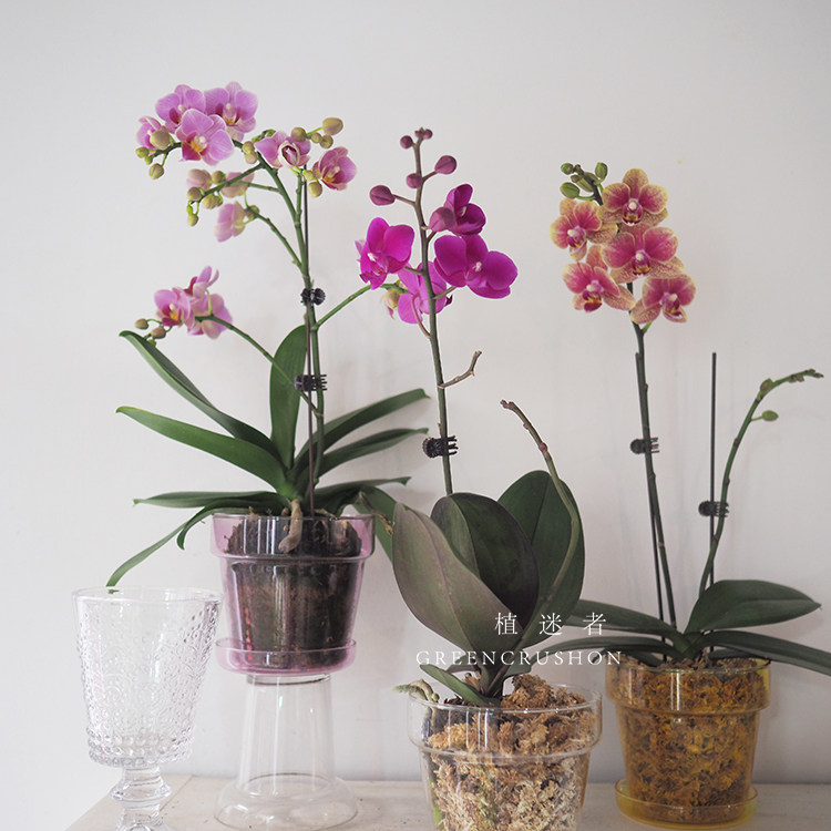 彩色透明玻璃花盆瓶花器兰花盆栽多色ins北欧风桌面室内植迷者 植迷者 淘优券