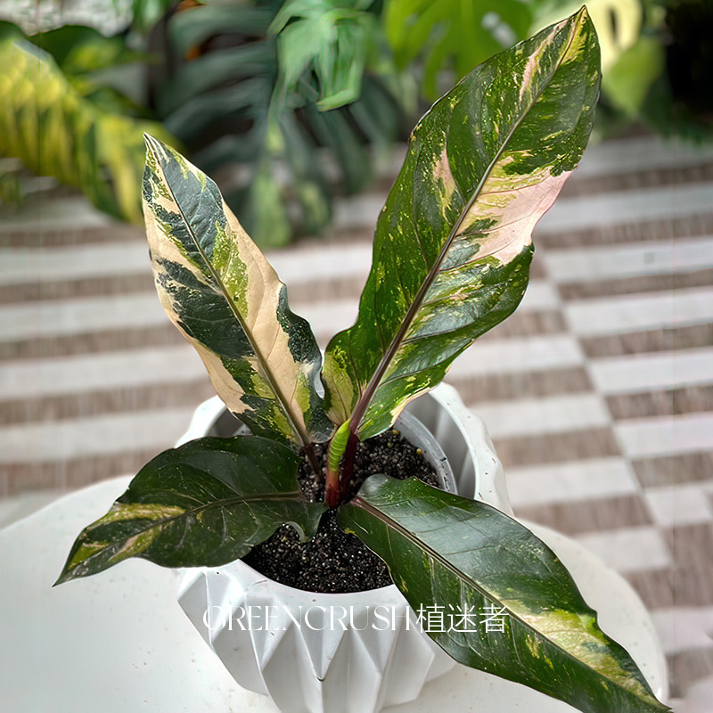 鸟巢花烛锦热植盆栽锦化室内客厅阳台热带植物观叶绿植植迷者,淘宝优惠券,粉丝福利购,淘宝优惠卷