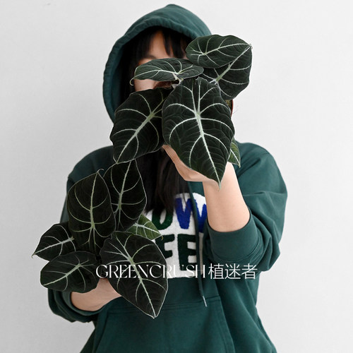 忍者海芋黑天鹅绒丝绒质感盆栽网红绿植物室内阳台观叶好养植迷者 - 图1