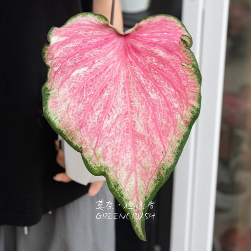进口彩叶芋盆栽合集粉色泡泡粉红美人甜心玫瑰花苞春萌观叶绿植 - 图2
