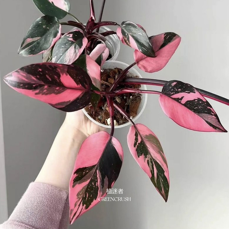 黑樱桃蔓绿绒粉公主Philodendron Pink Princess植物盆栽植迷者,淘宝优惠券,粉丝福利购,淘宝优惠卷
