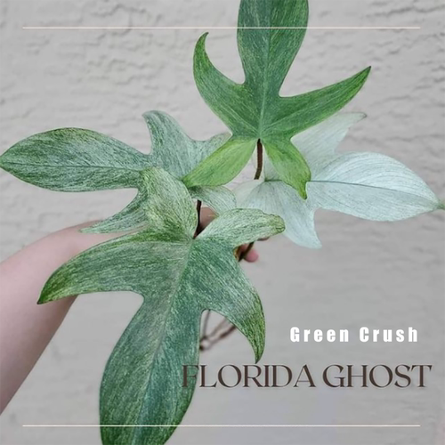 佛罗里达美人锦幽灵飞机蔓绿绒进口室内观叶绿植盆栽植迷者 - 图0