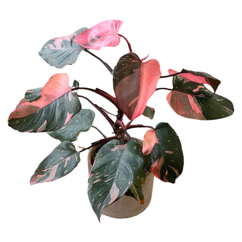 黑樱桃蔓绿绒粉公主Philodendron Pink Princess植物盆栽植迷者,淘宝优惠券,粉丝福利购,淘宝优惠卷