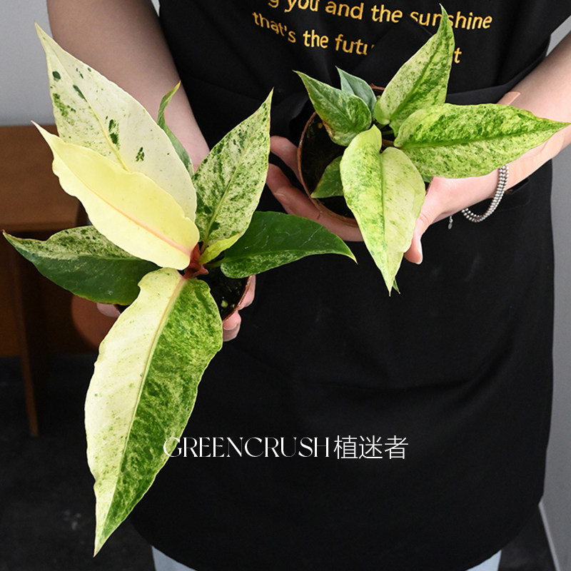 鸟巢花烛锦热植盆栽锦化室内客厅阳台热带植物观叶绿植植迷者,淘宝优惠券,粉丝福利购,淘宝优惠卷